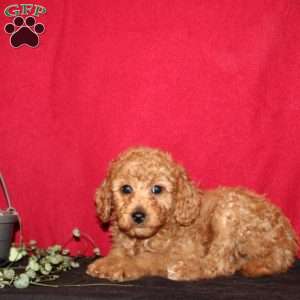 Nile, Goldendoodle Puppy